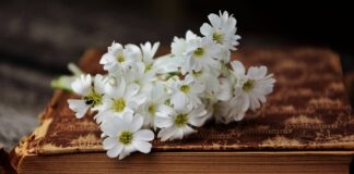 Cărți Nora Roberts. Top 10 recomandări Carti Nora Roberts